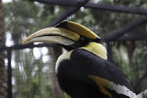 Hornbill bird