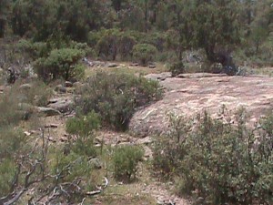 area where prints were found in Mexico - maybe from modern pterosaur